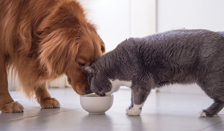 Golden Retriever and British shorthair cats are eating